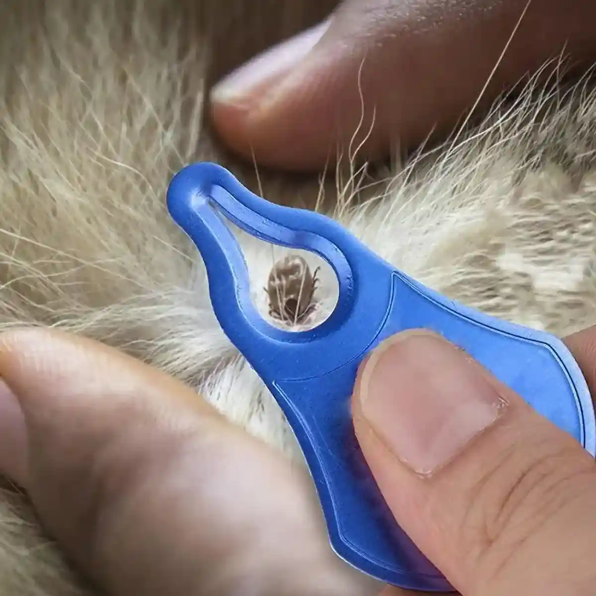 1CS Tick Removal Tool Pet Dog Lice Clip Cat Flea Removal Tool Tick Remover Tool - Image 9