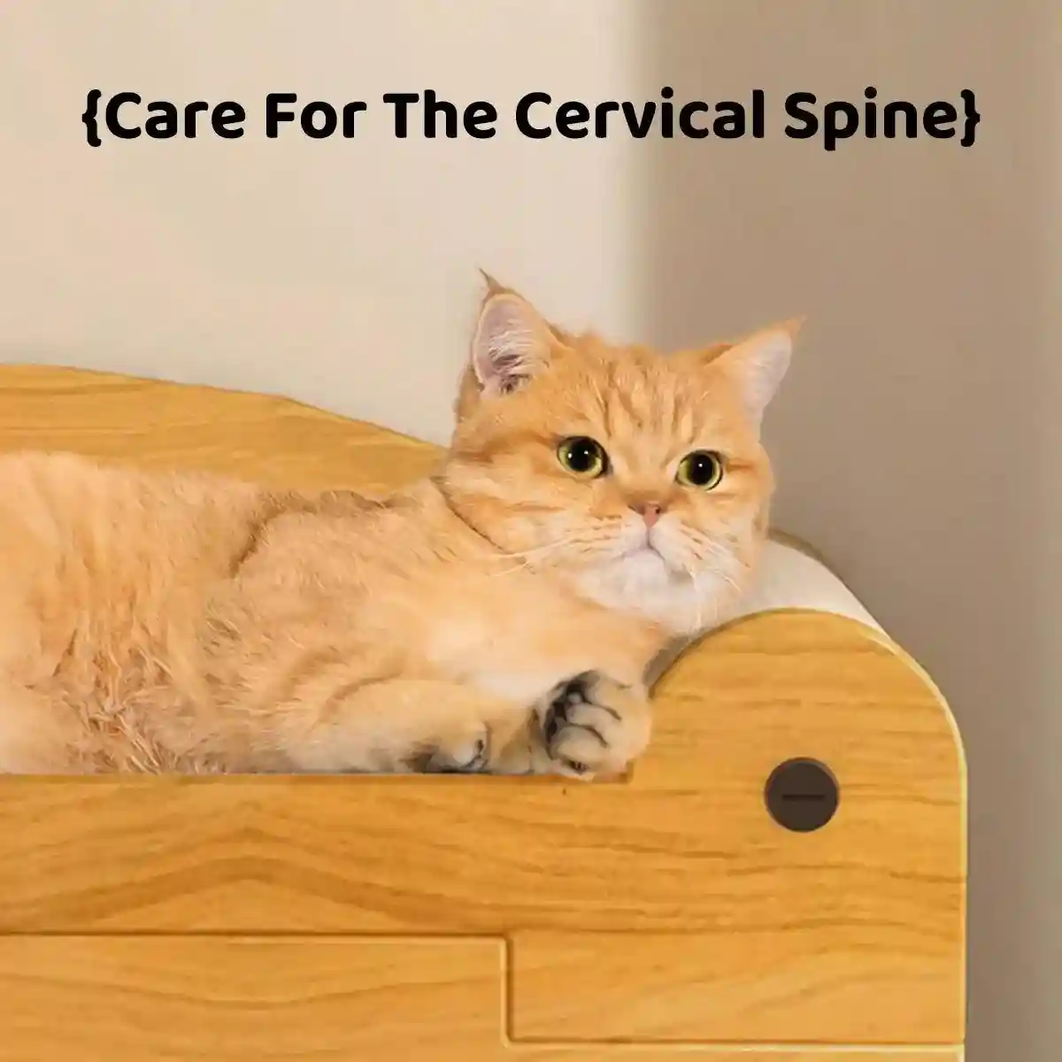Premium 2-in-1 Cat Scratching Bed with Durable Wooden Frame for Play - Image 5