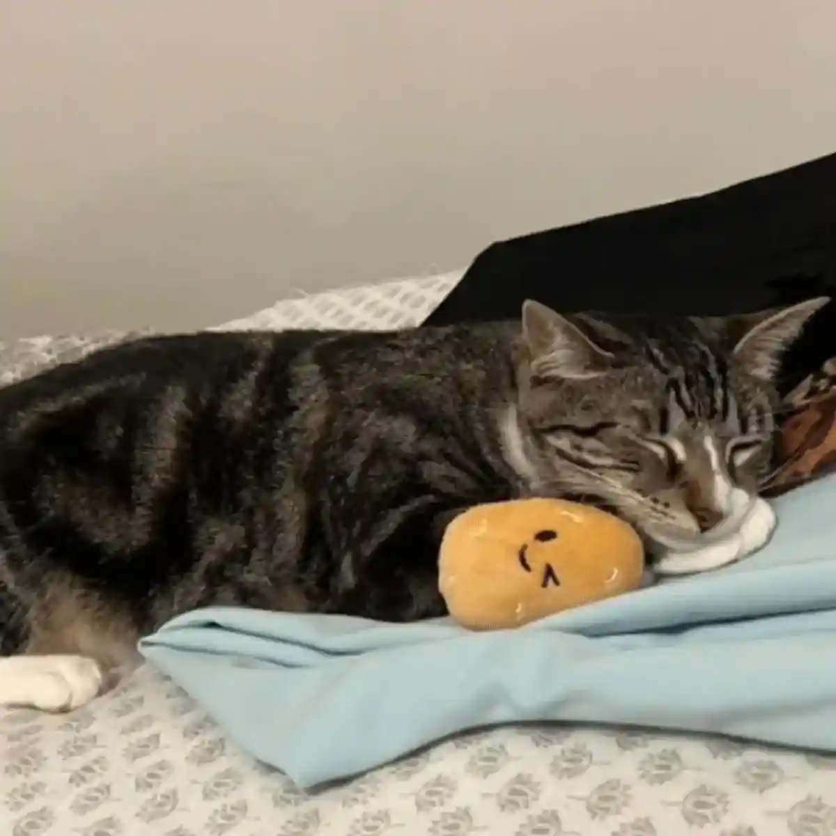 20PCS Plush Squeaky Potato Cat Toys - Image 7