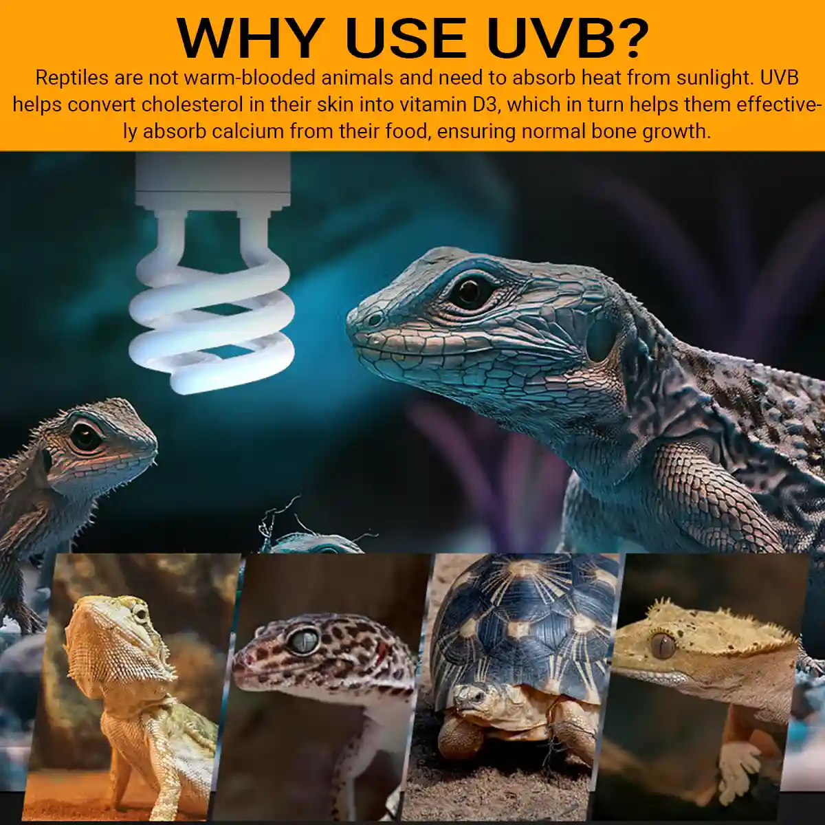 220v13W Climbing Pet UVB Calcium Energy-saving Lamp - Image 11