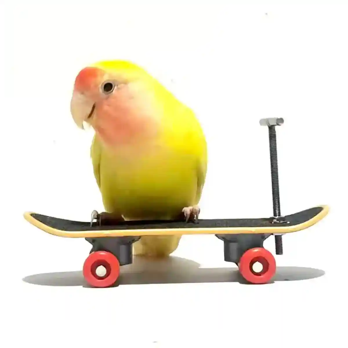 2pcs Parrot Finger Skateboards Set Interactive Mini Scooter for Pets - Image 13