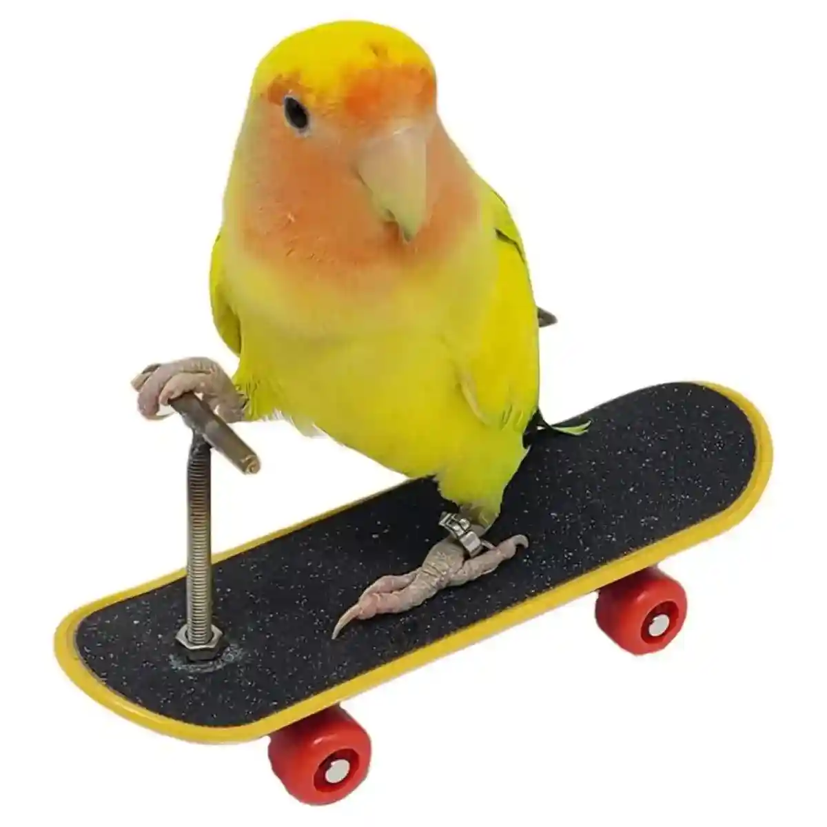 2pcs Parrot Finger Skateboards Set Interactive Mini Scooter for Pets - Image 5