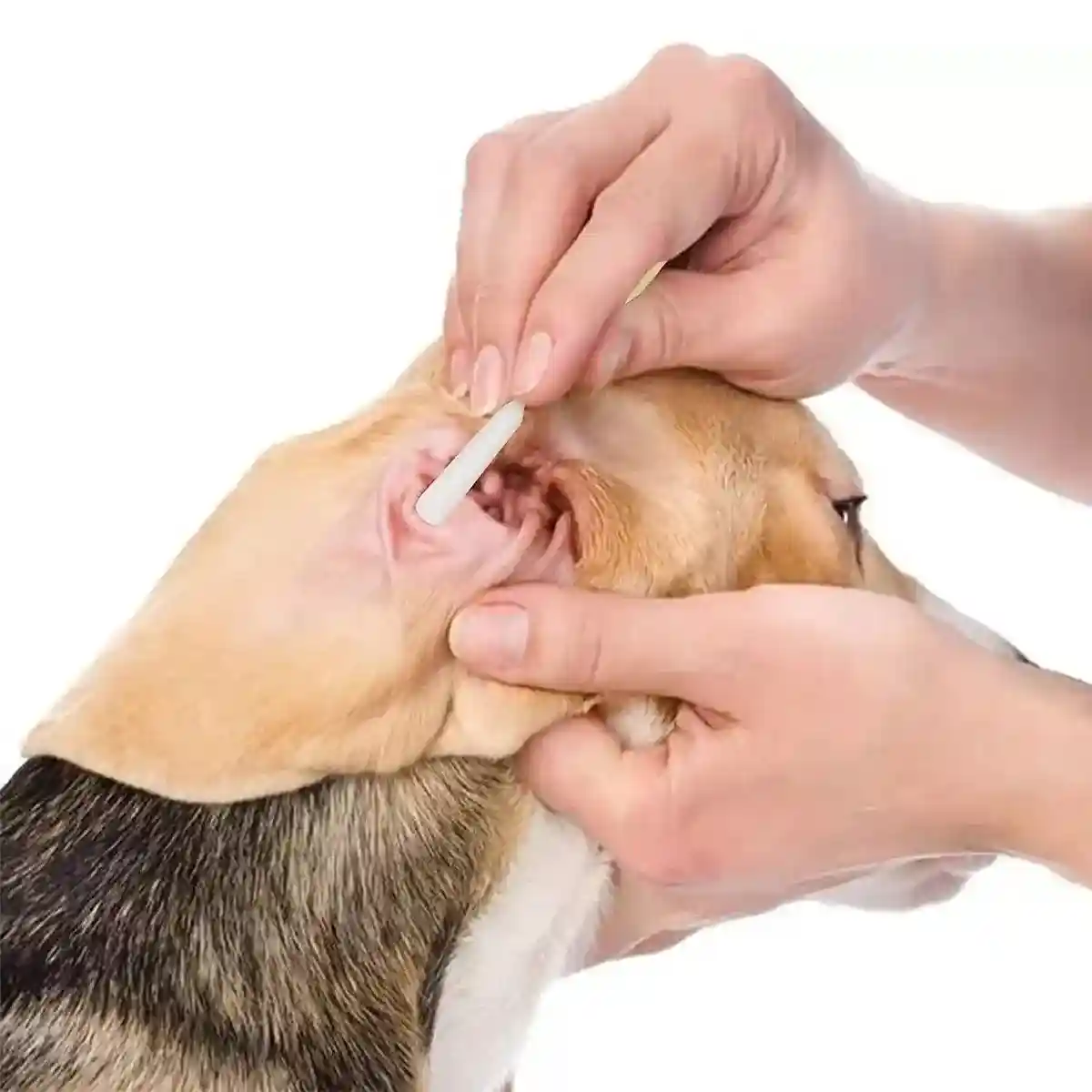 6 Inch Long Cotton Swabs of Medium and Large Pets Ears Cleaning - Image 3