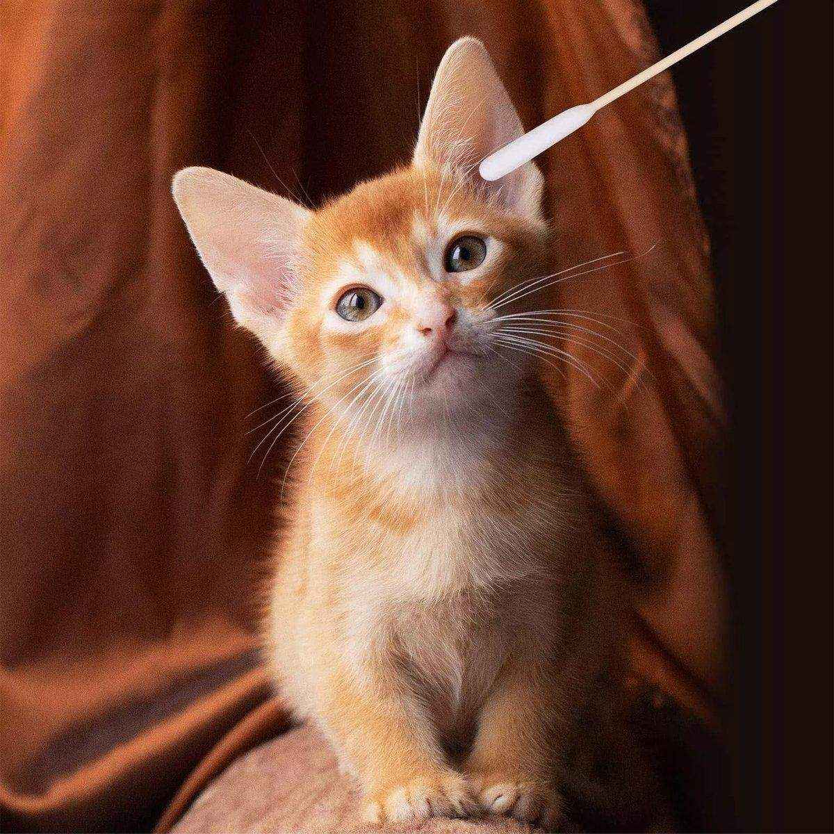 6 Inch Long Cotton Swabs of Medium and Large Pets Ears Cleaning - Image 9