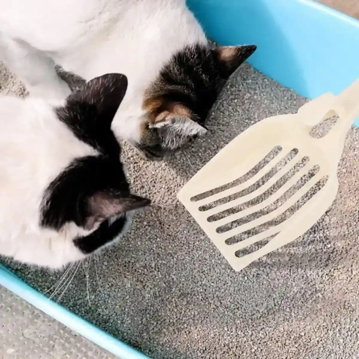 8PCS Cat Litter Scoop Pet Poop Scooper - Image 6