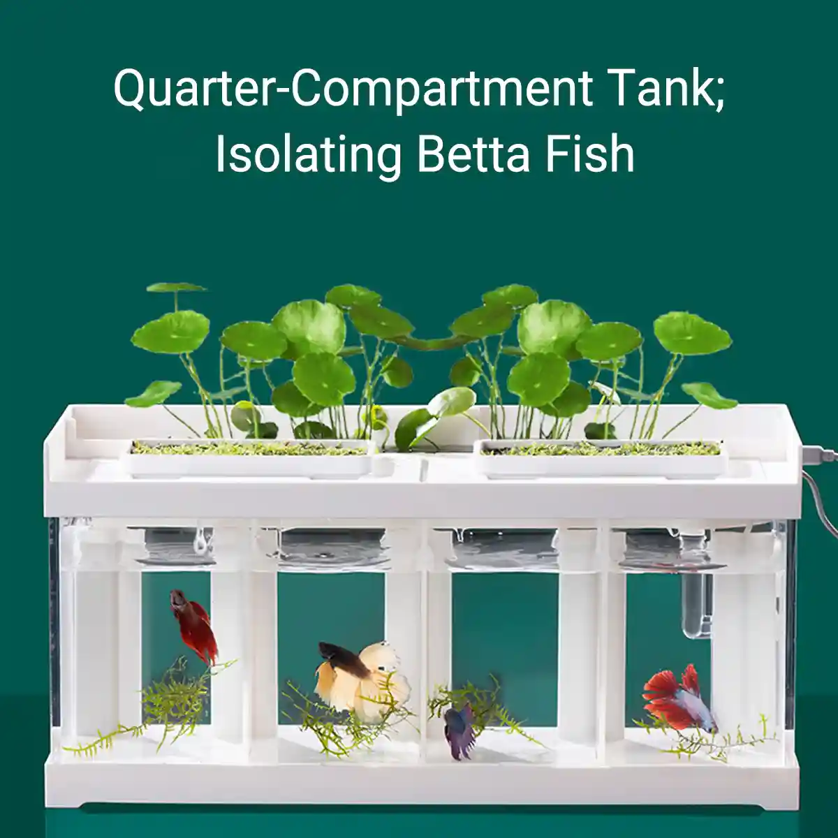 Acrylic Betta Fish Tank Four-Compartment Aquarium System - Image 10
