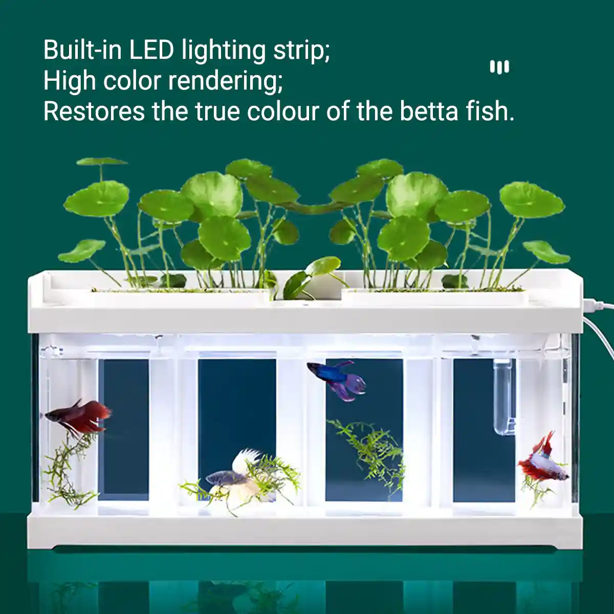 Acrylic Betta Fish Tank Four-Compartment Aquarium System - Image 9