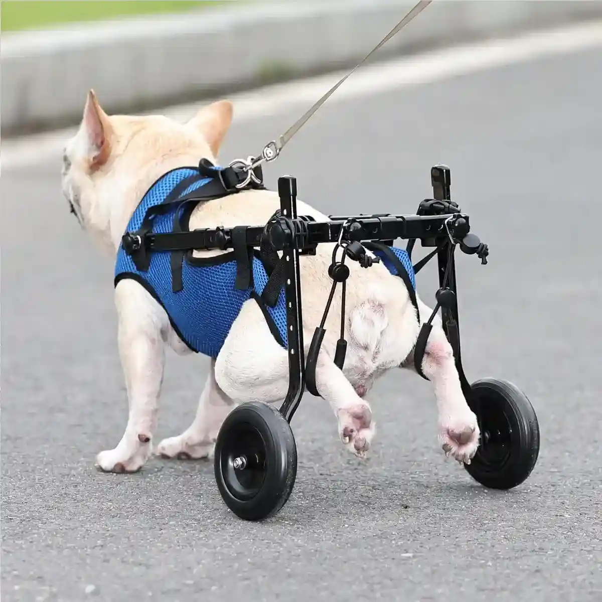 Adjustable Pet Wheelchair for Disabled Dogs and Cats (5.5–10kg) - Image 13