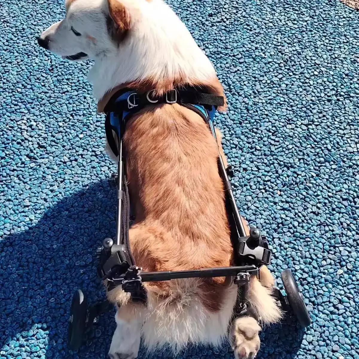 Adjustable Pet Wheelchair for Disabled Dogs and Cats (5.5–10kg) - Image 5