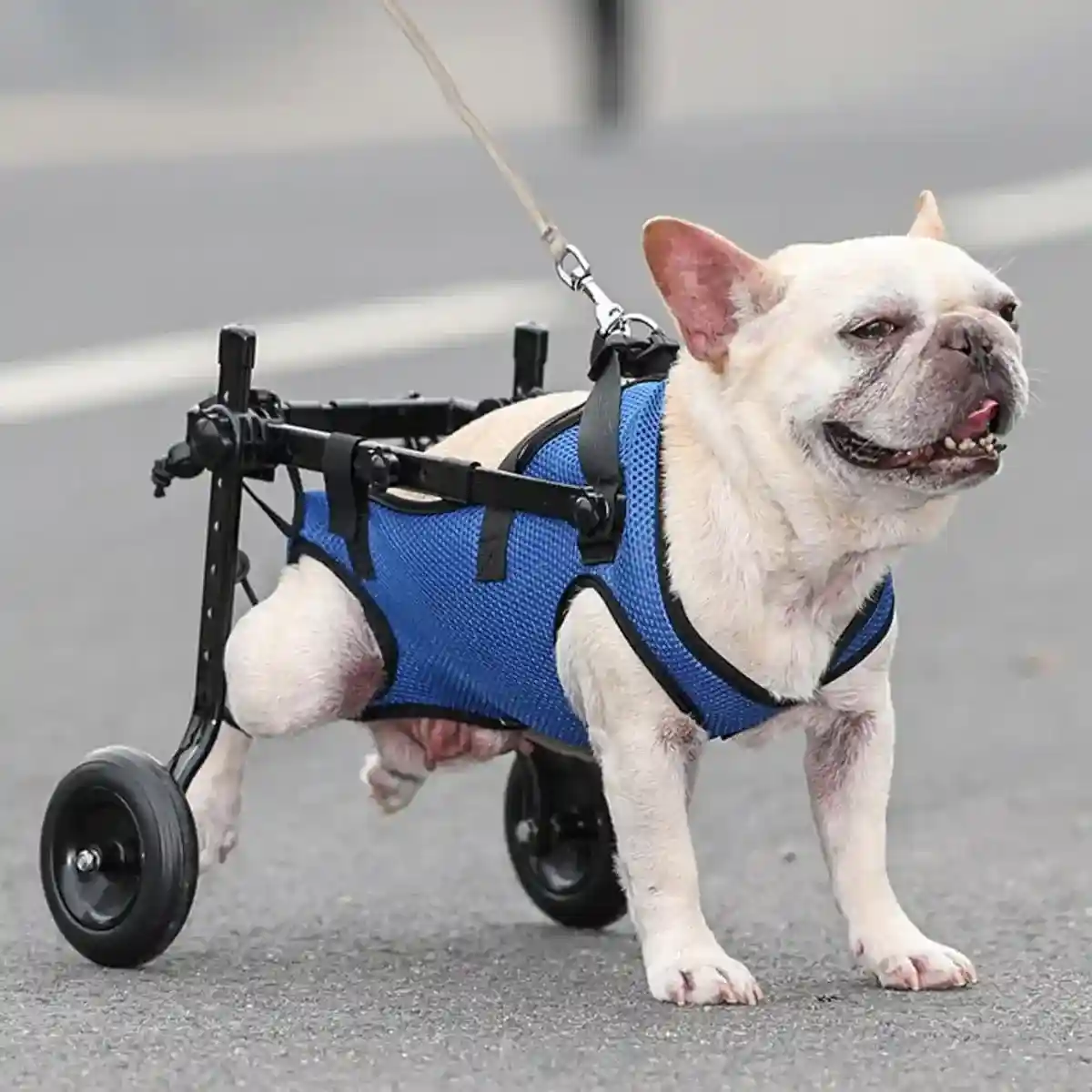 Adjustable Pet Wheelchair for Disabled Dogs and Cats (5.5–10kg) - Image 8