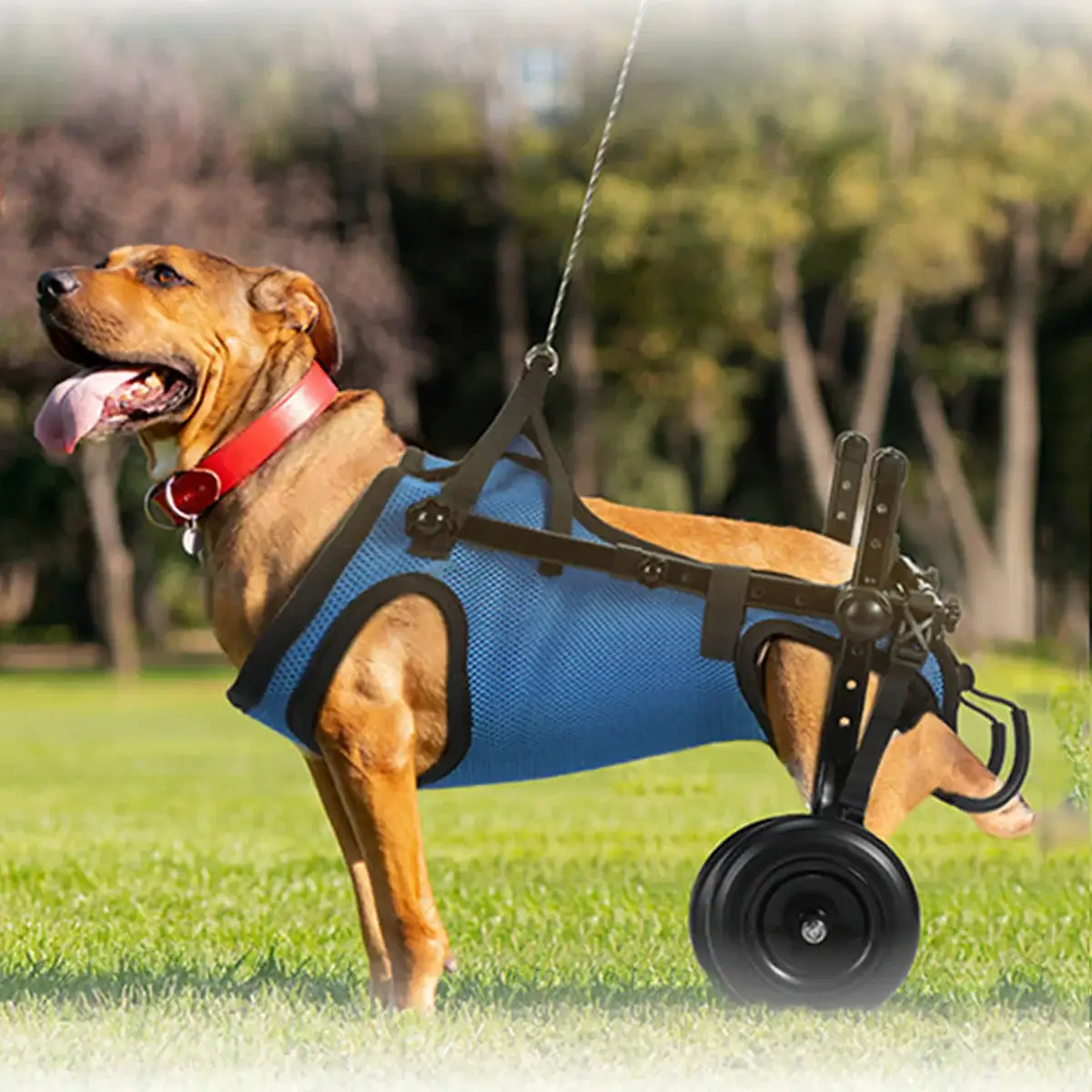Adjustable Pet Wheelchair for Disabled Dogs and Cats (5.5–10kg) - Image 9