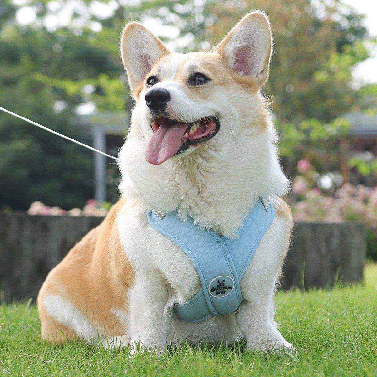 Adjustable Reflective Pet Harness and Leash Set for Small to Large Pets - Image 8
