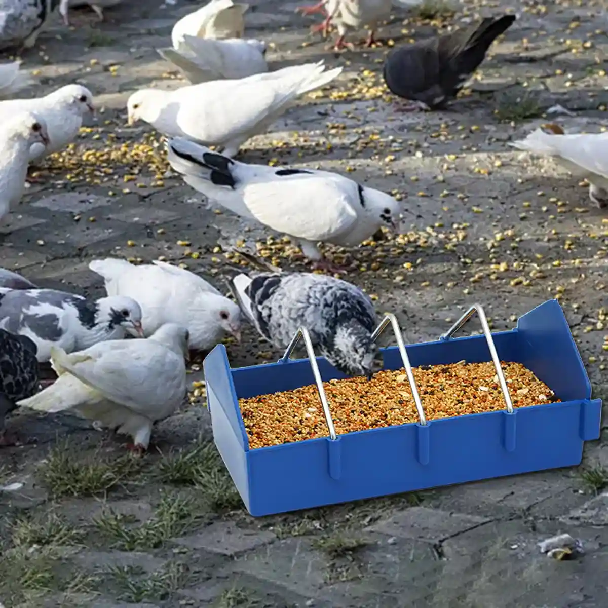 Anti-Spill Pigeon Feeder 2PCS Durable Bird Poultry Feeding Trough - Image 10