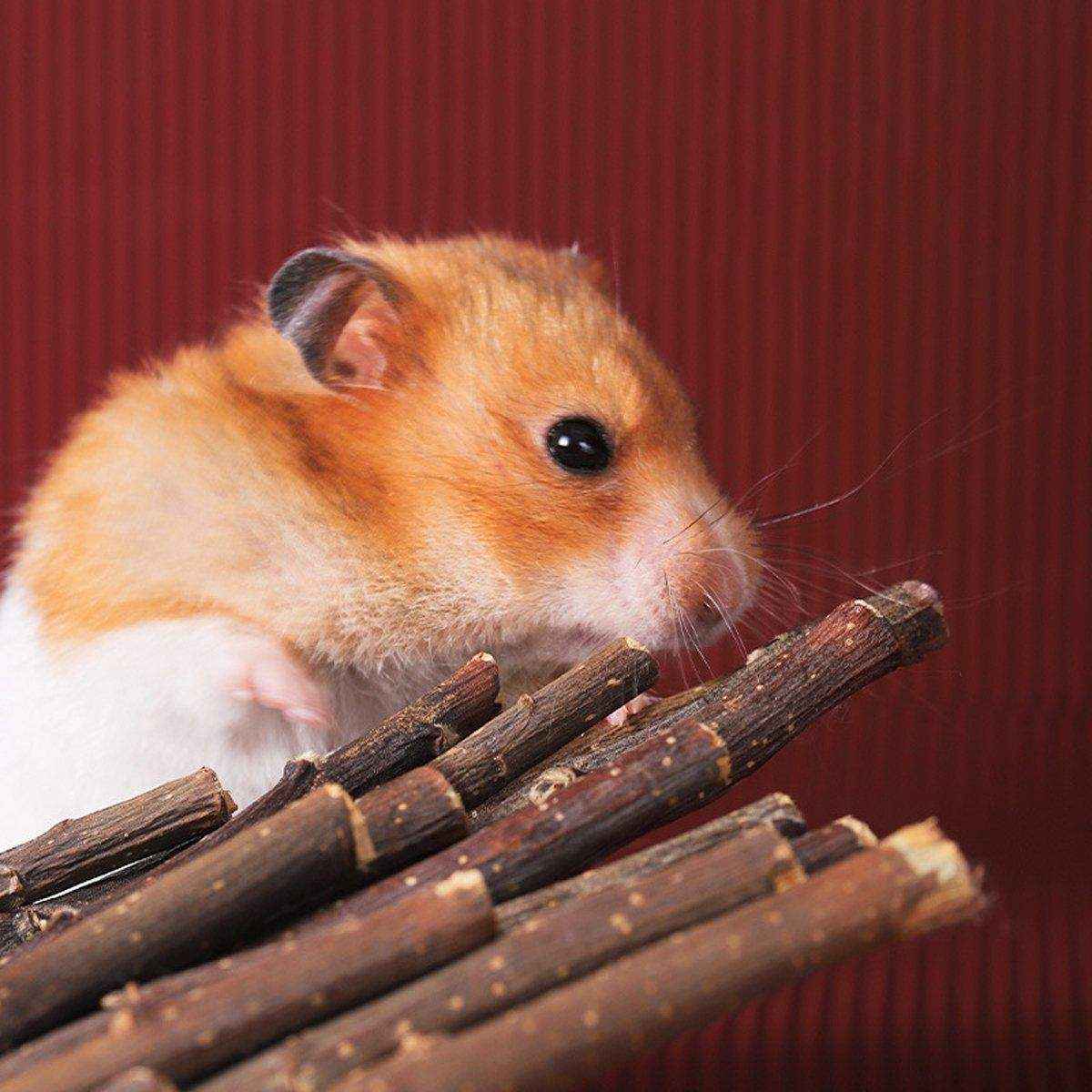 Natural Apple Sticks for Rabbits and Small Pet Chew Toy - Image 6