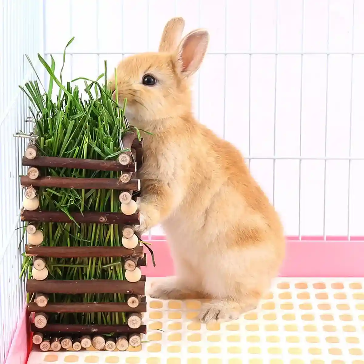 Applewood Hay Rack Feeder for Rabbits & Small Pets - Image 12