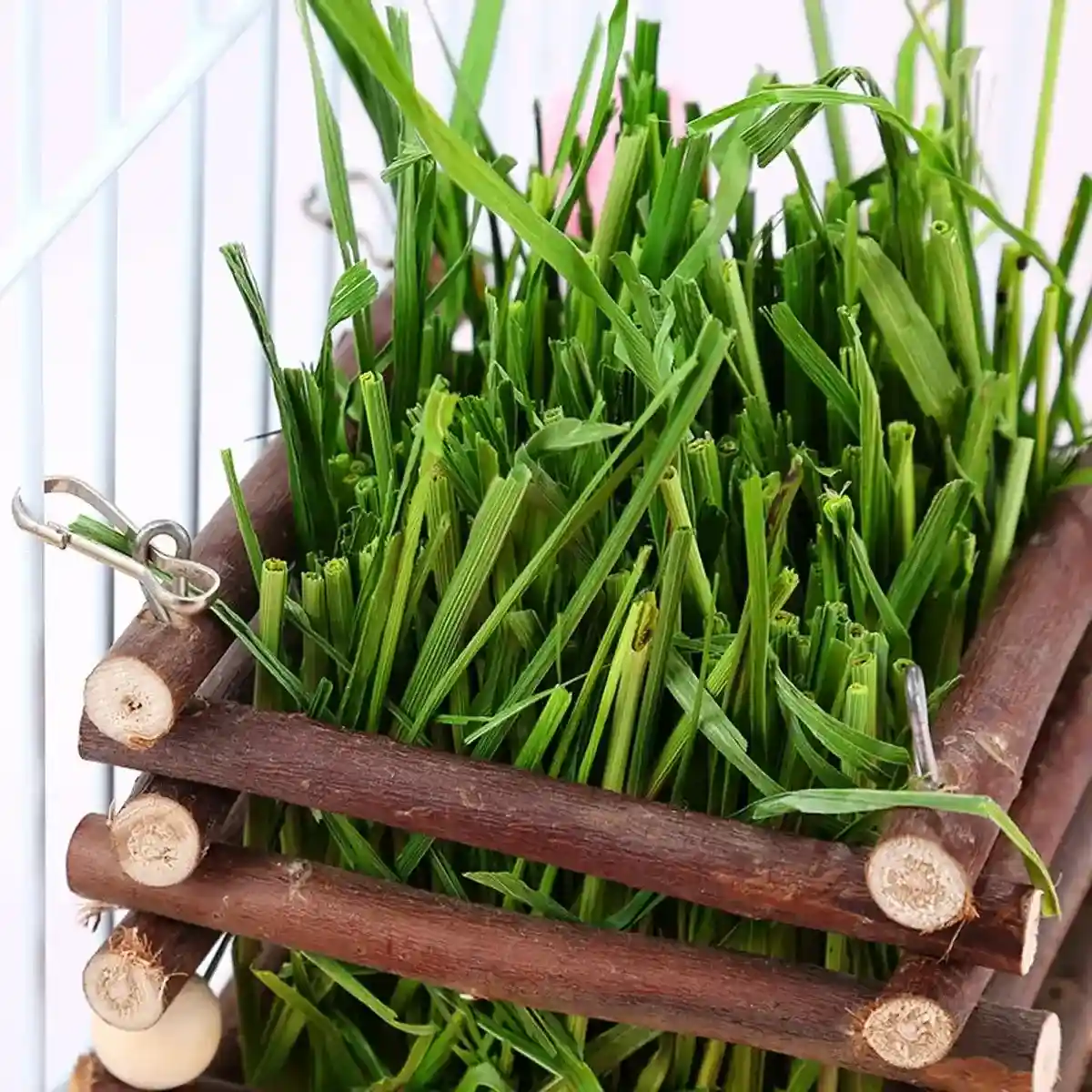 Applewood Hay Rack Feeder for Rabbits & Small Pets - Image 13