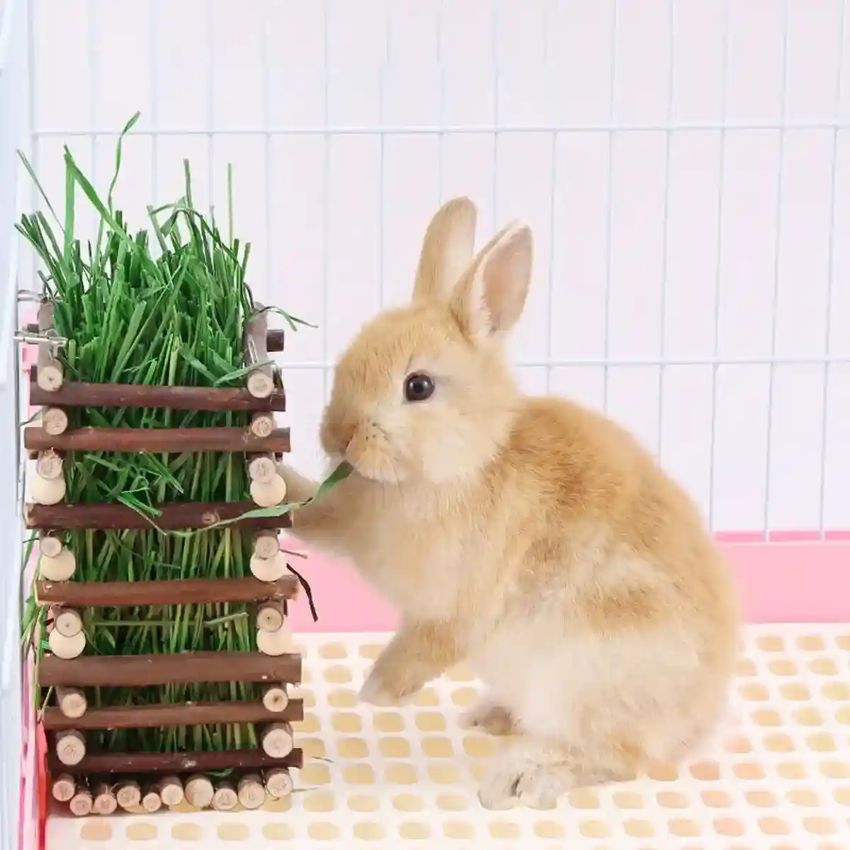 Applewood Hay Rack Feeder for Rabbits & Small Pets - Image 14