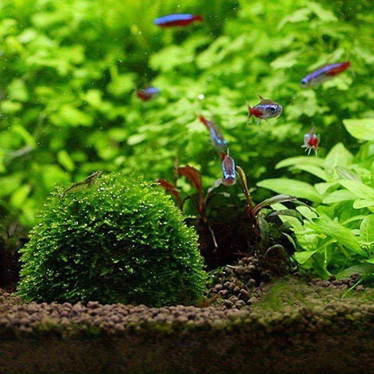 Moss Hemisphere Combination Suspension MOSS Binding-free - Image 7