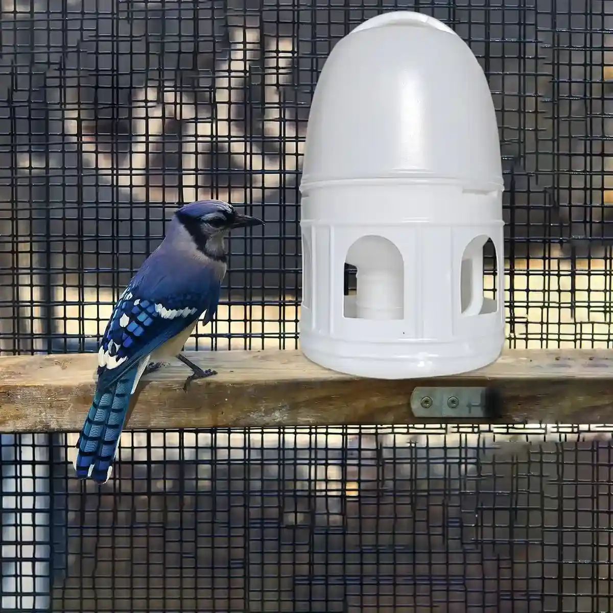 3L Automatic Bird Waterer Large Capacity Dispenser for Pigeons & Parrots - Image 8