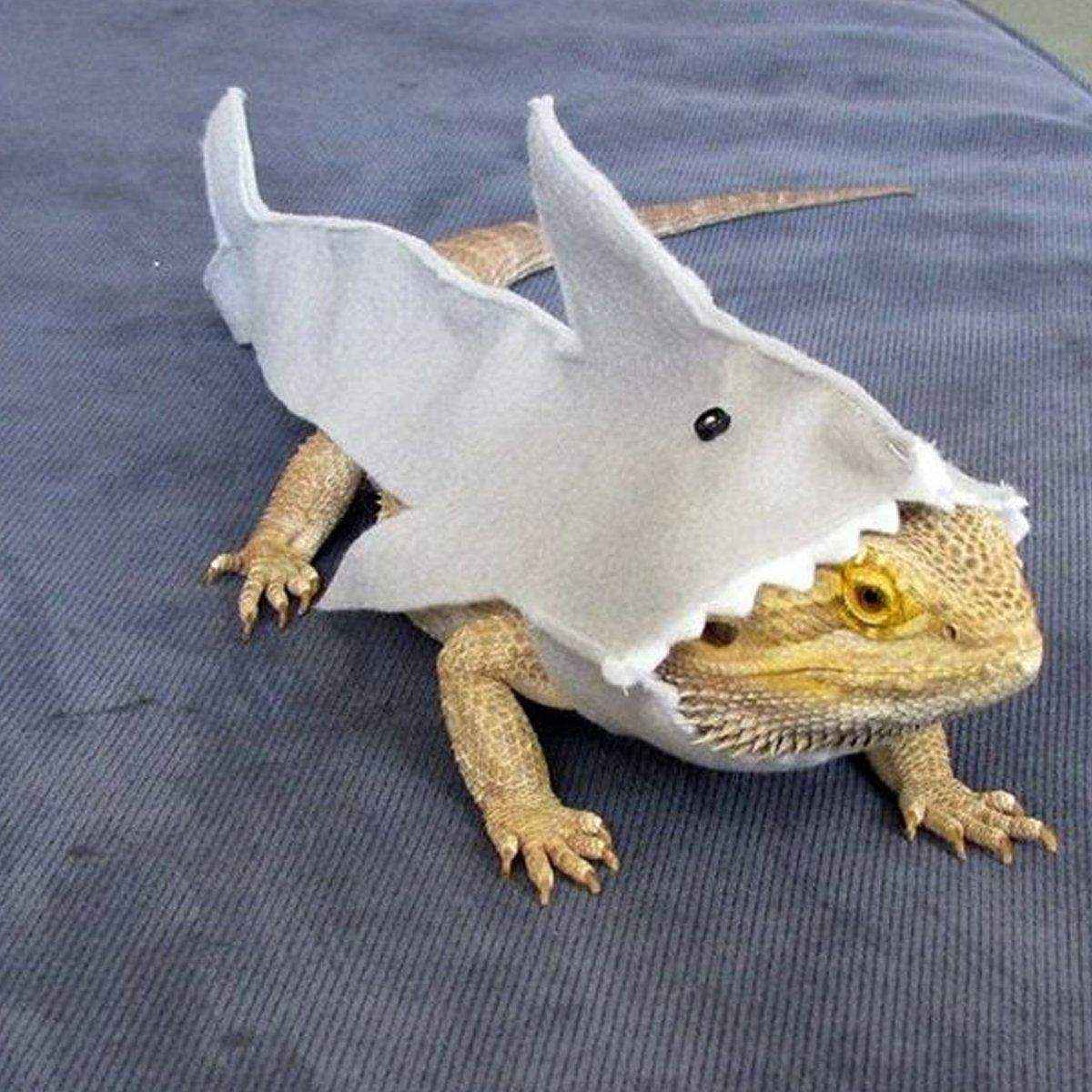 Lizard Shark Costume for Small Pets Adorable Reptile Outfit for Halloween Party - Image 6