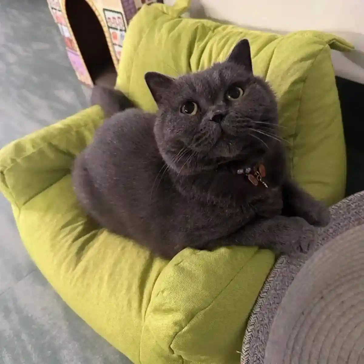 Bear-Shaped Lounge Chair for Pets Cozy and Decorative Pet Sofa - Image 9