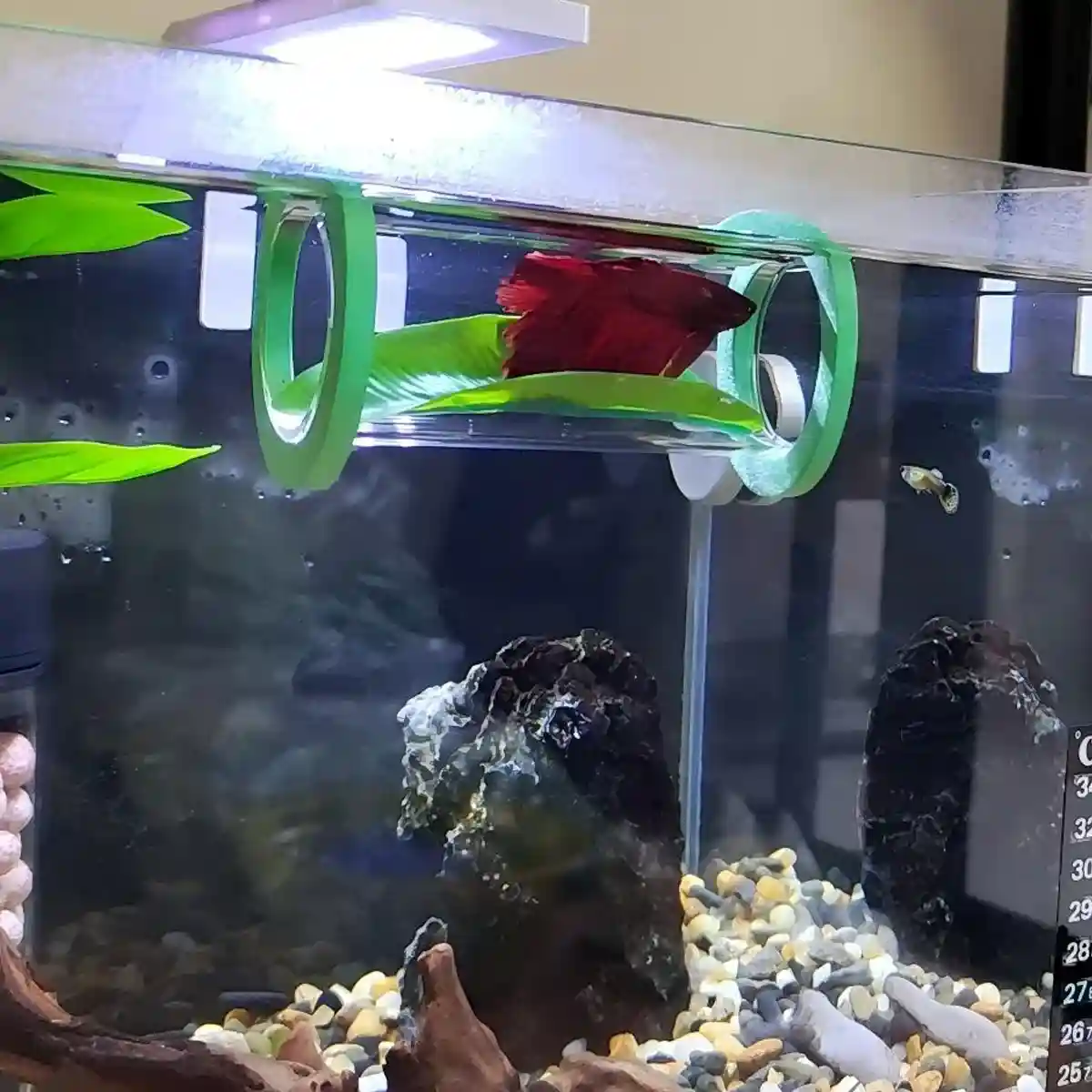 Betta Hammock Floating Aquarium Leaf Bed Shelter - Image 3