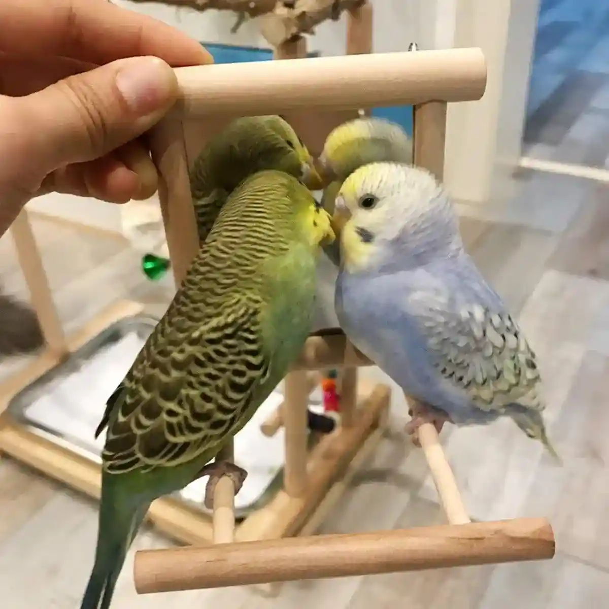 Bird Mirror with Perch 2-in-1 Toy Stand for Small to Medium Birds - Image 5