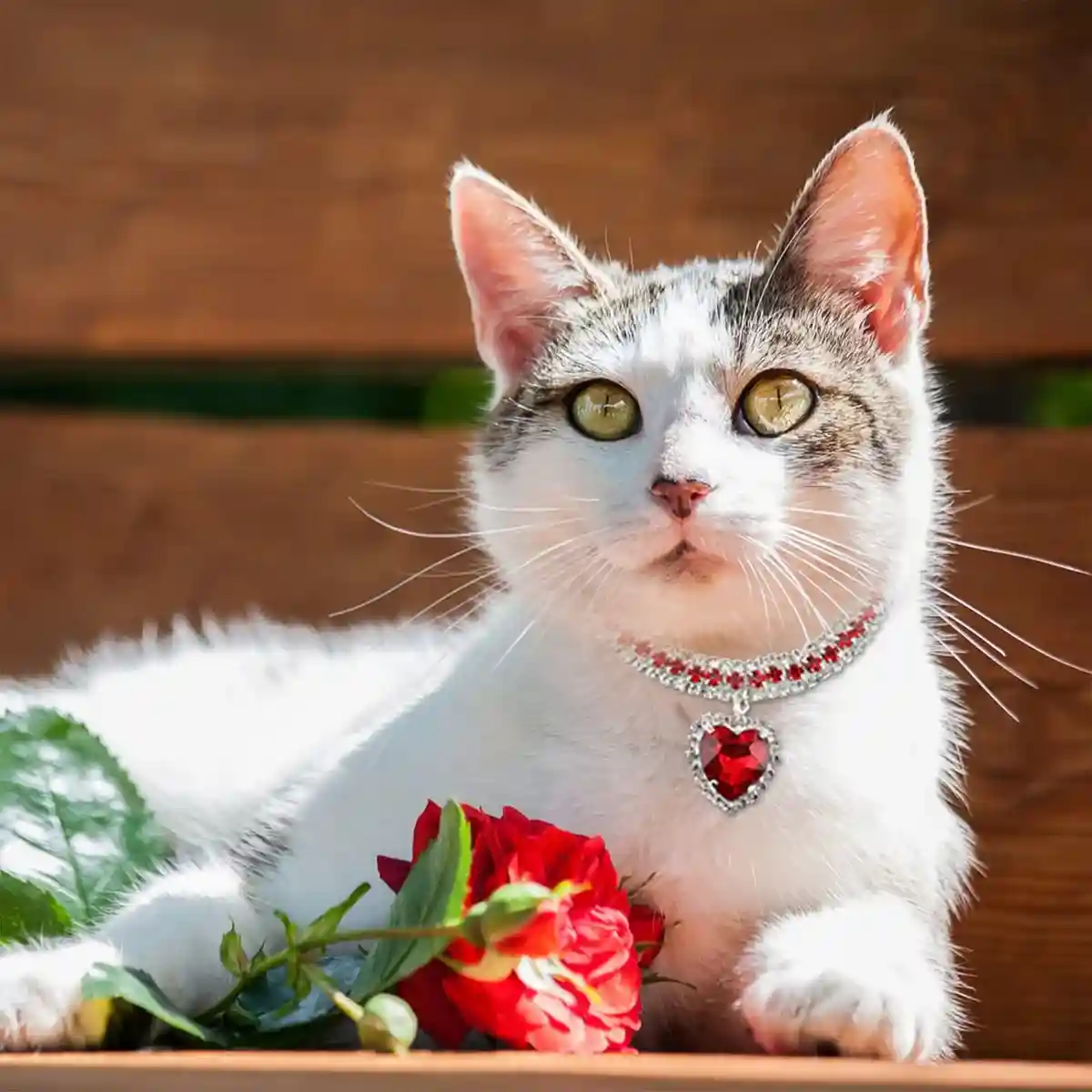 Bling Cat Collar Set With Heart Pendant - Image 12
