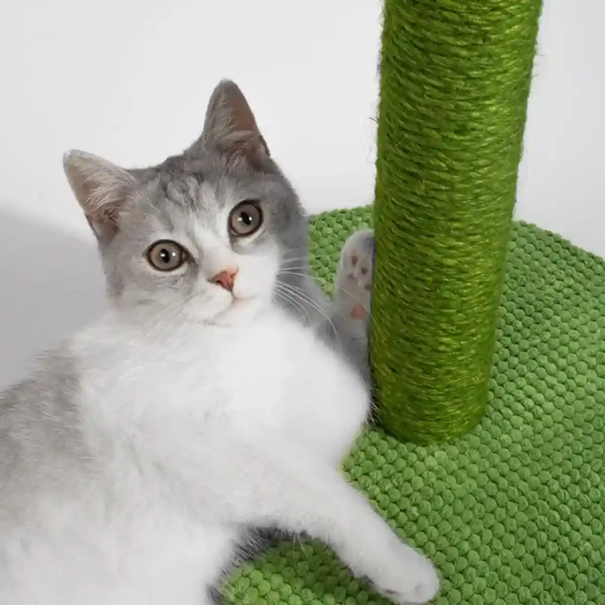 Cactus Cat Scratching Post with Sisal and Corduroy Fabric - Image 5