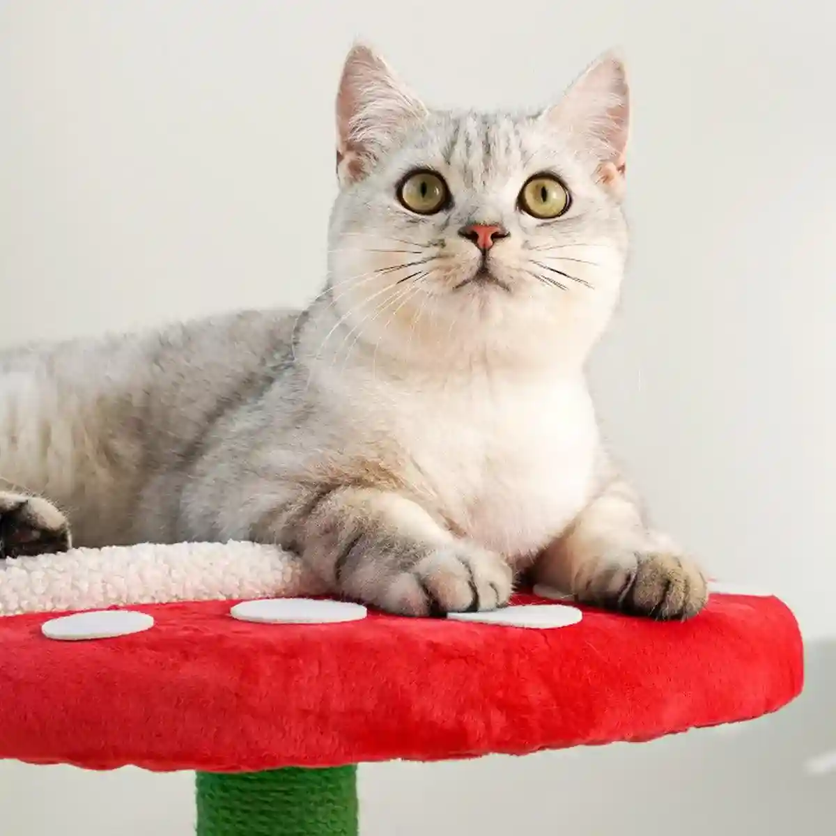 Unique Cat Climbing Frame Add Fun and Flair - Image 6