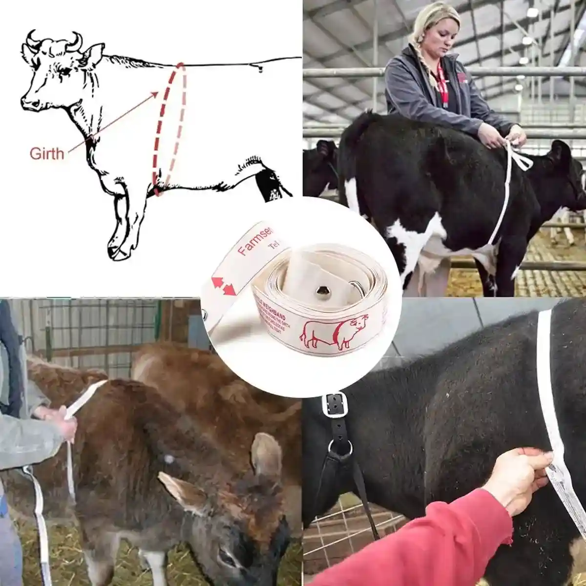 Cattle Weighing Tape for Livestock Dual-Sided Weight Estimator Belt - Image 12