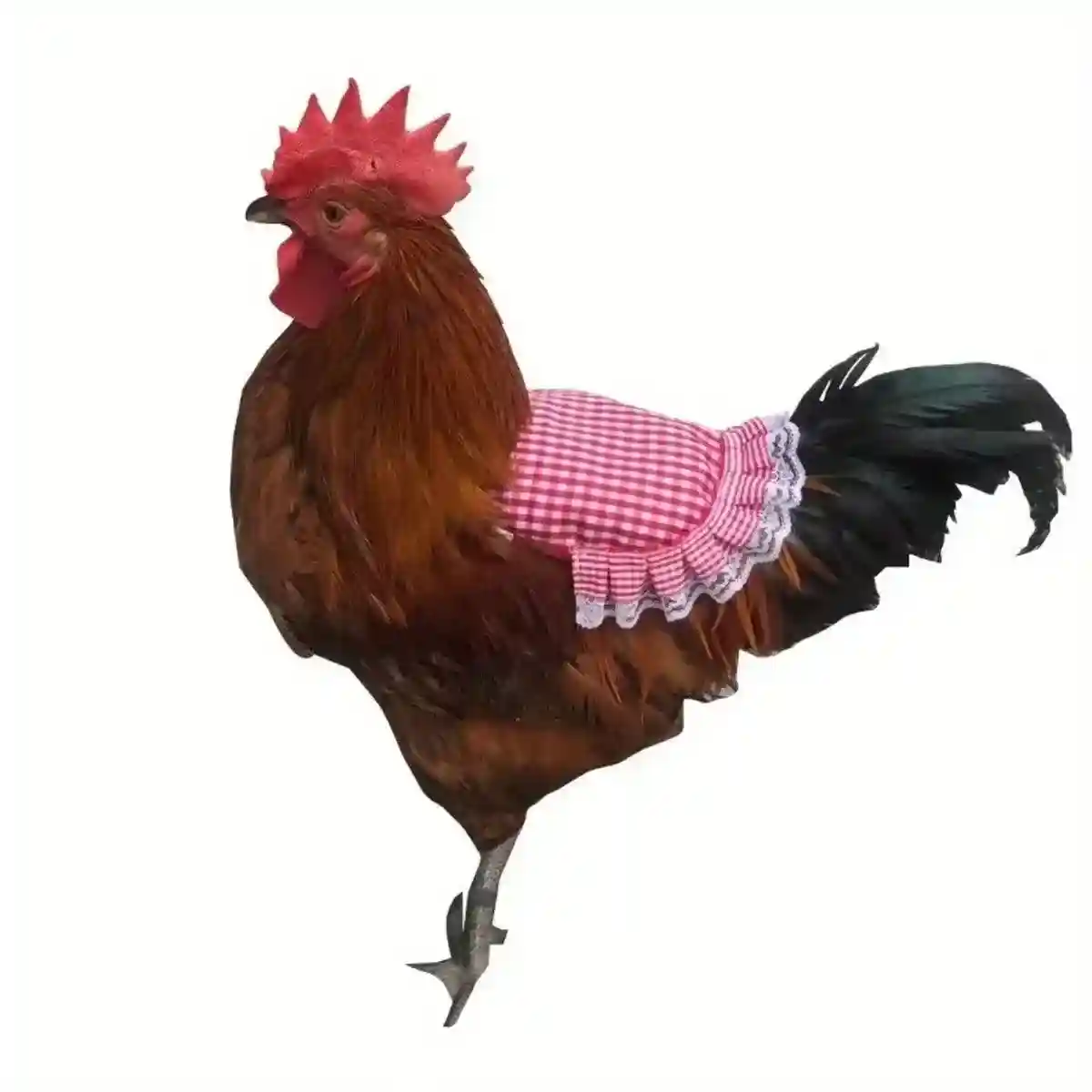 5PC Chicken Saddle Apron for Hen Protection Feather Regeneration & Comfort - Image 9