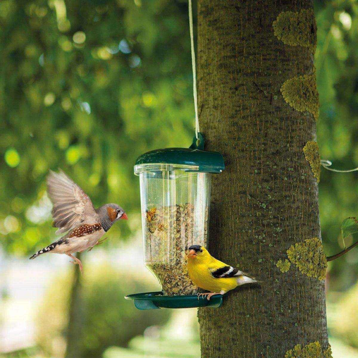 Clear Plastic Automatic Bird Feeder Suspended Suction Cup - Image 9