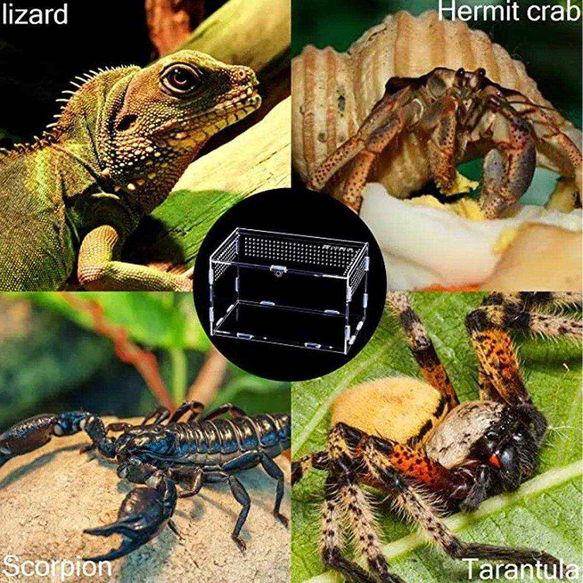 Clear Slide Lid Pet Box Reptile Breeding Habitat Reptile Tank - Image 14