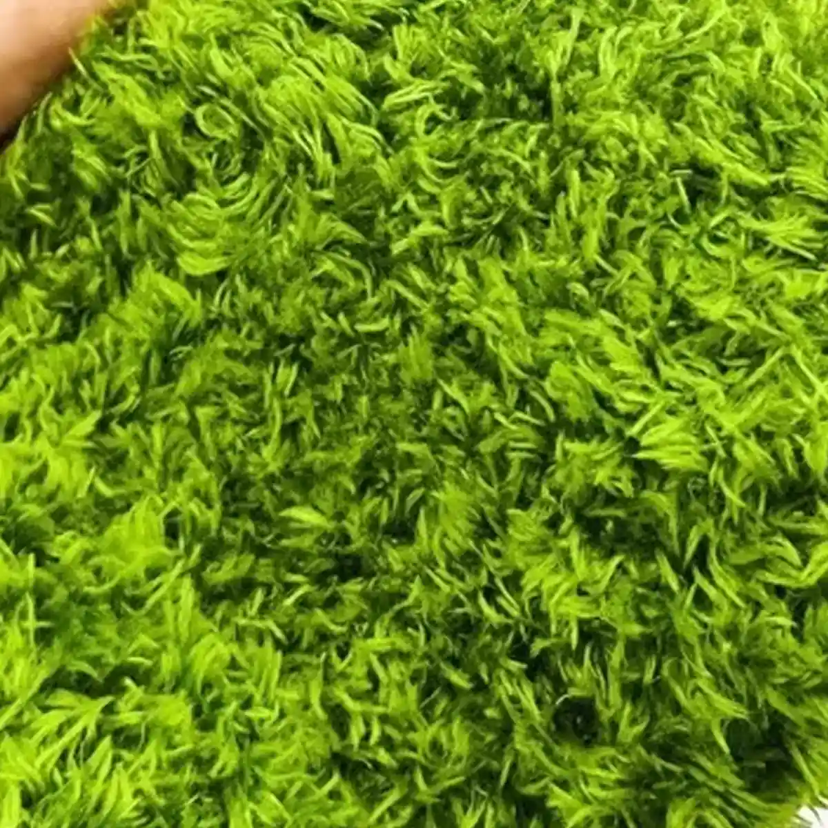 Climbing Pet Rainforest Landscape Moss Carpet Pet Horned Frog Pad - Image 11