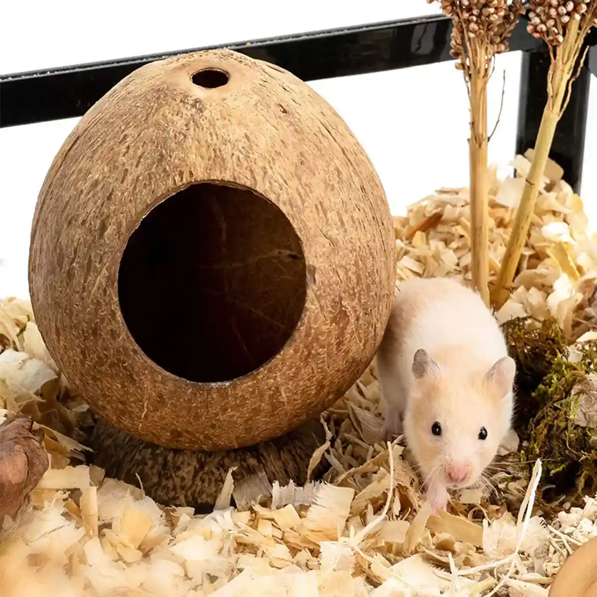 Coconut Hamster Cage Natural Hideout for Small Pets - Image 6