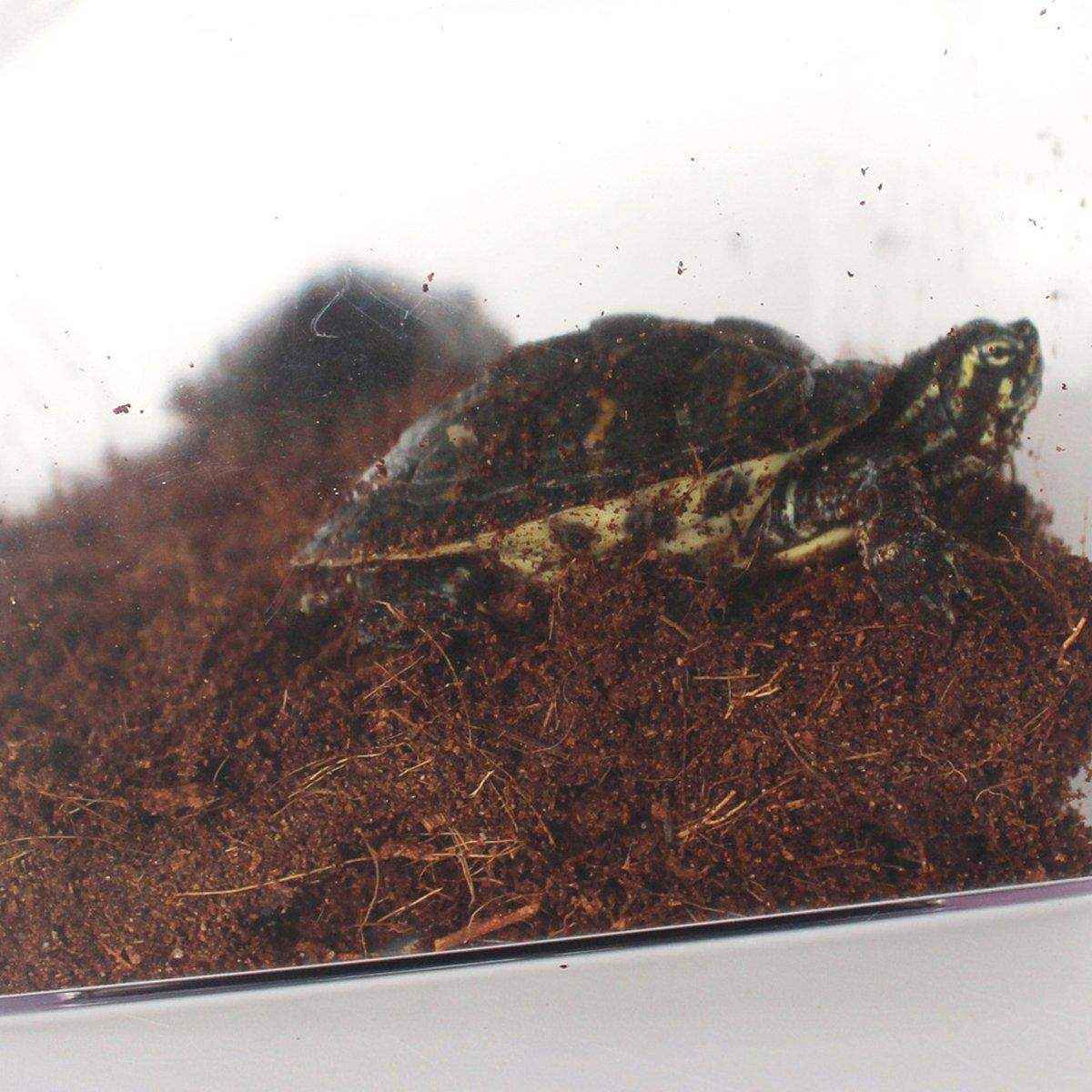 Coconut Soil Reptile Bedding - Image 9