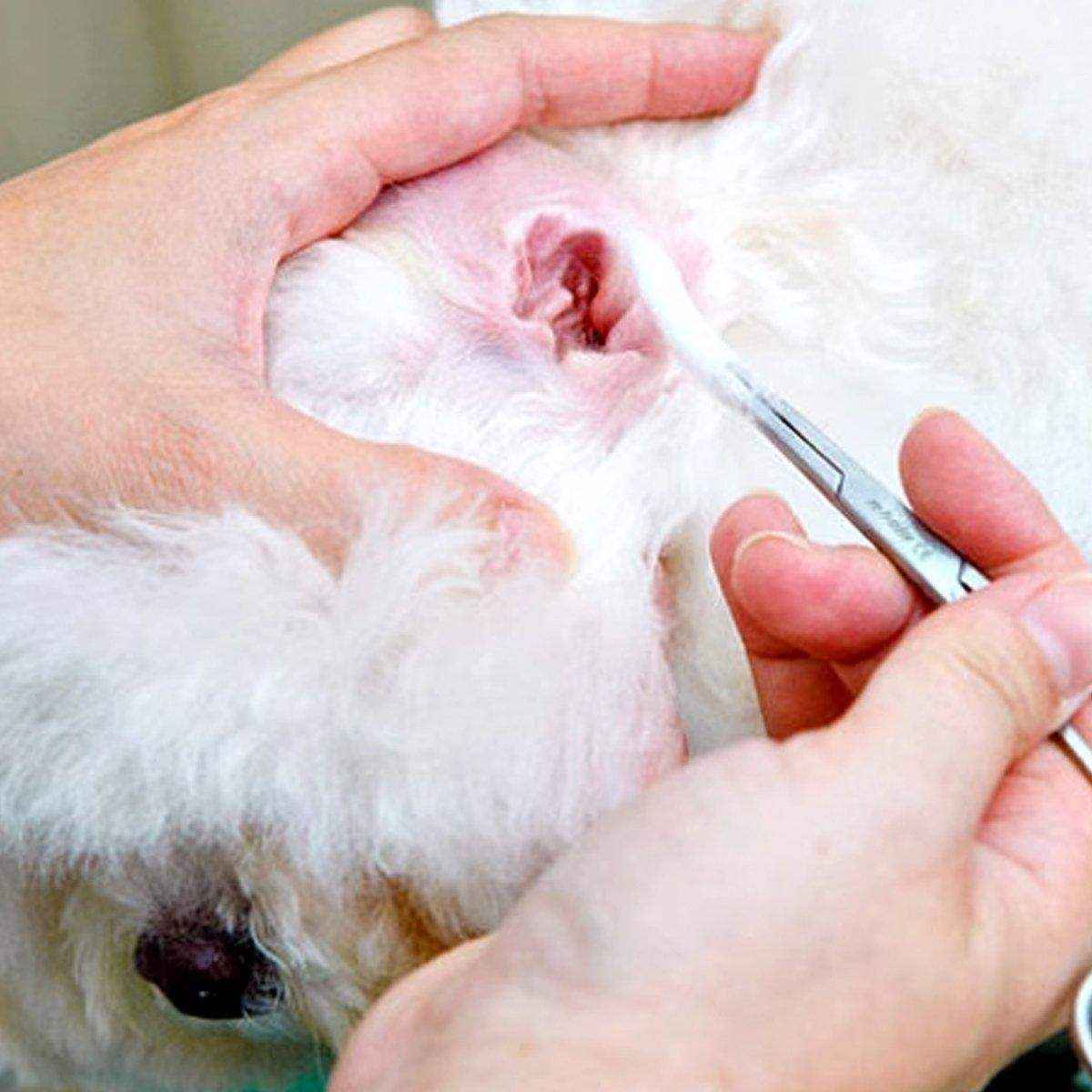 Curved Locking Pet Grooming Hemostat Tweezer - Image 12