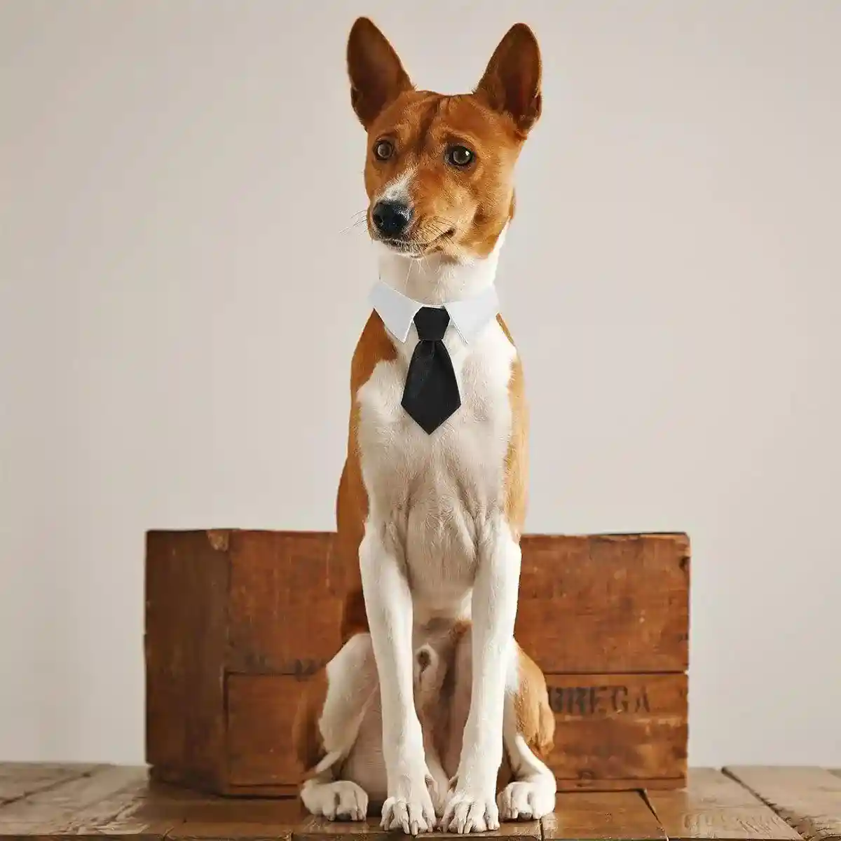 Designer Dog Collars & Designer Cat Collar Set Bow Tie and Necktie Design - Image 11