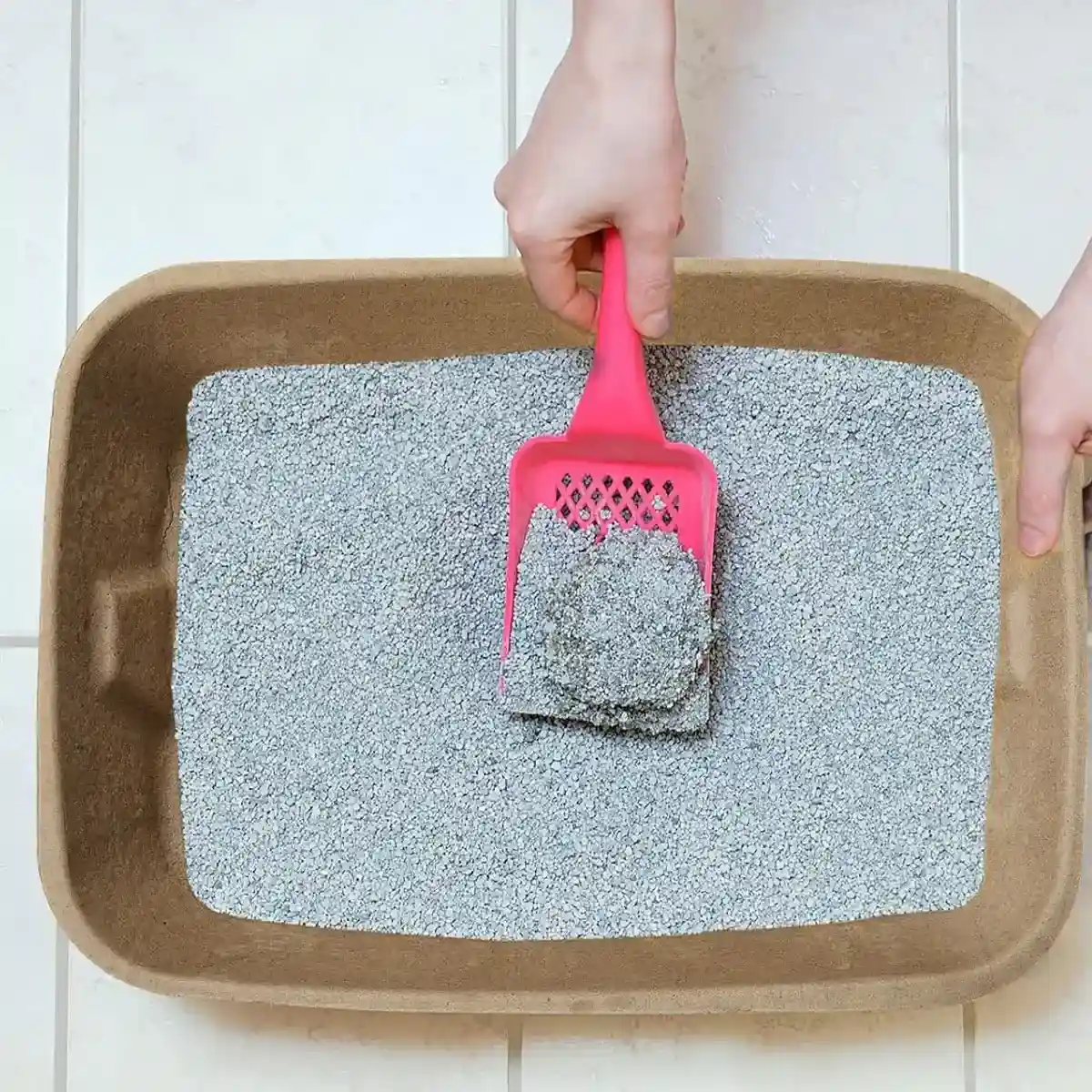 10PCS Disposable Cat Litter Boxes Biodegradable Pulp with U-Shape Entry - Image 9