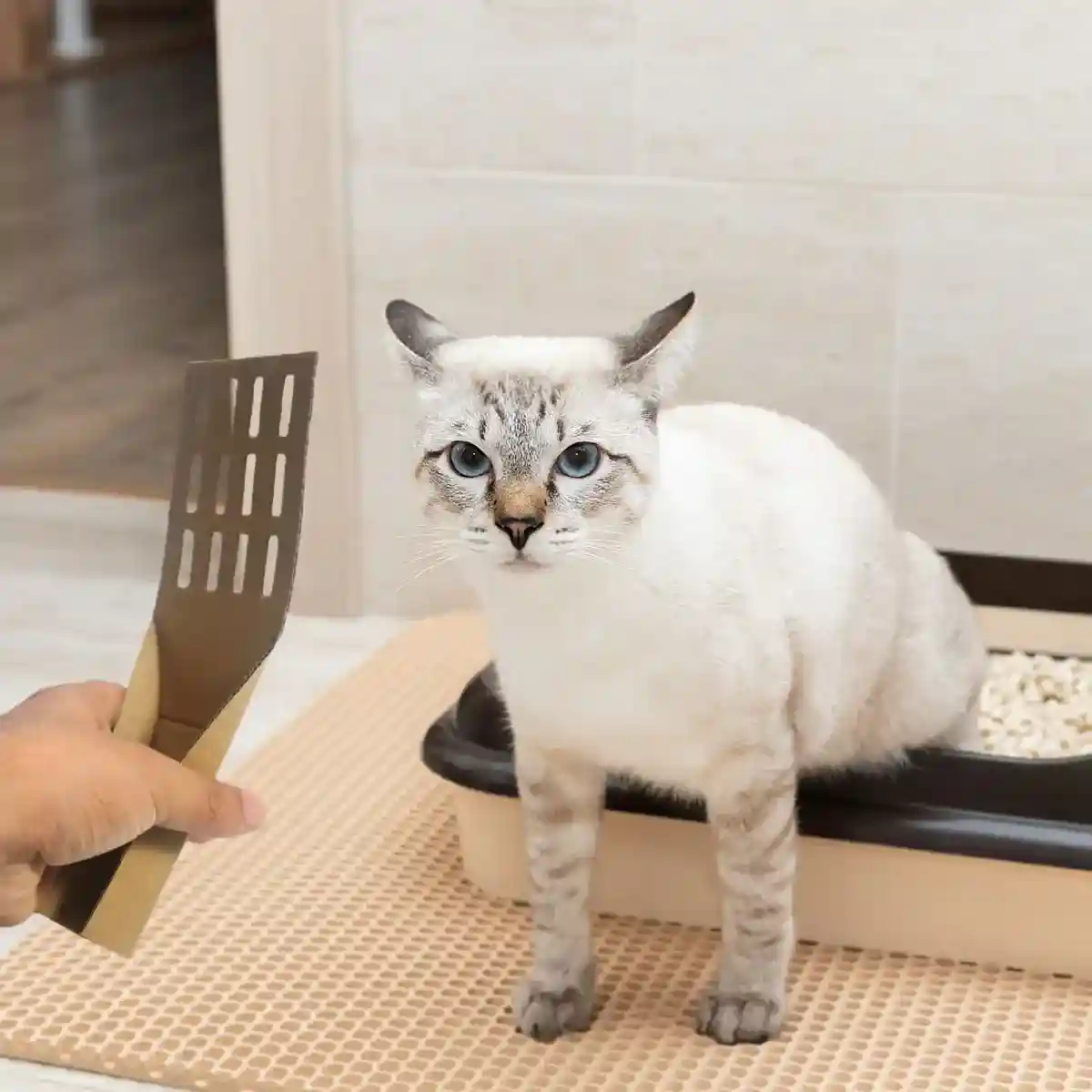 20PCS Disposable Cat Litter Scoops Biodegradable Cardboard Design - Image 12