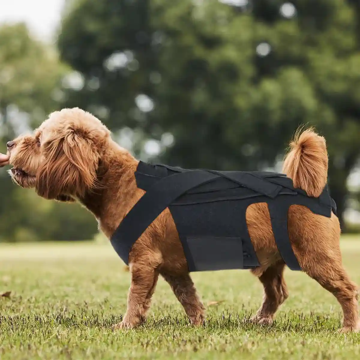 Dog Back Support Brace Full-Length Spinal Support Vest - Image 2