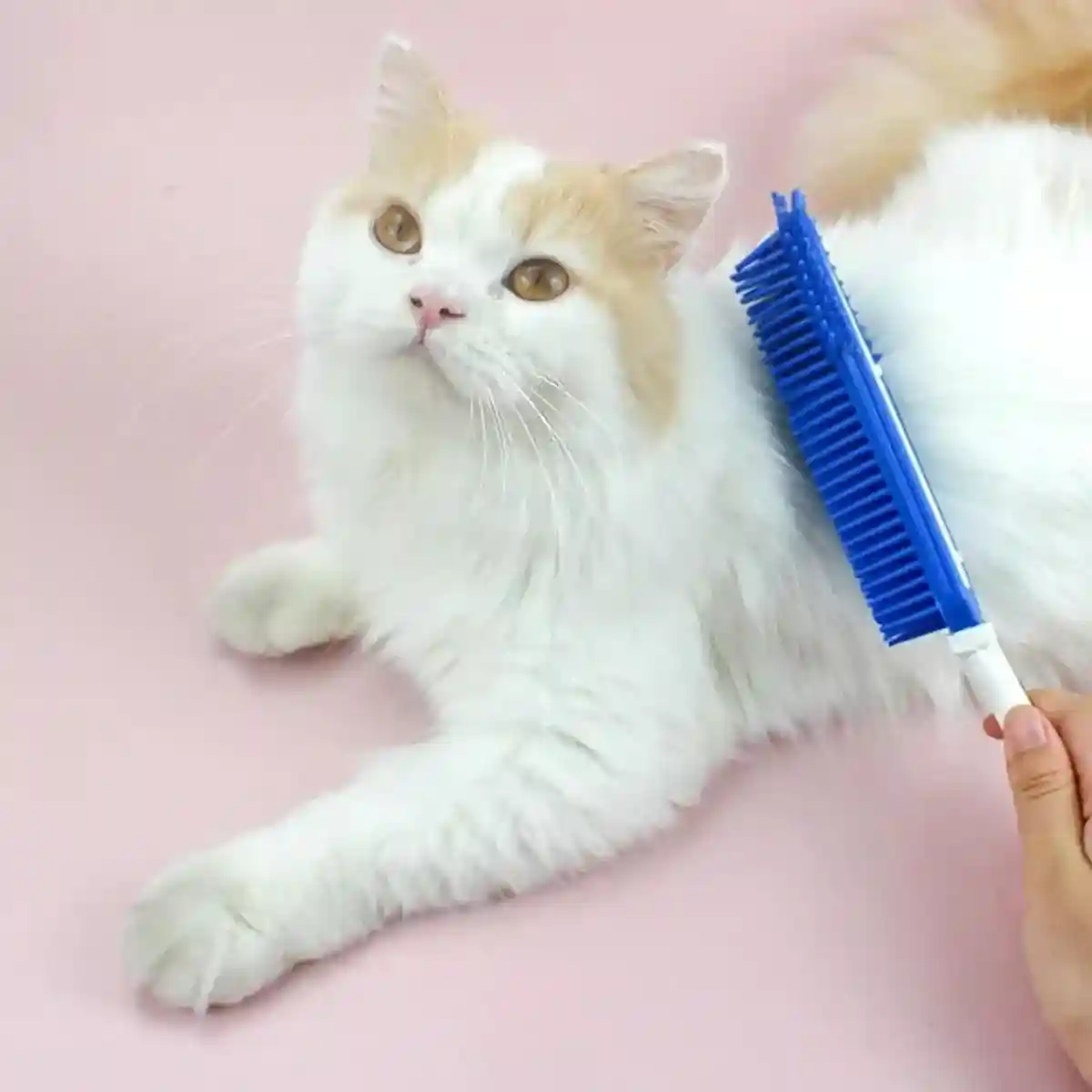 3pcs Dog Grooming Brush Set Soft Bristles for Easy Pet Care - Image 7