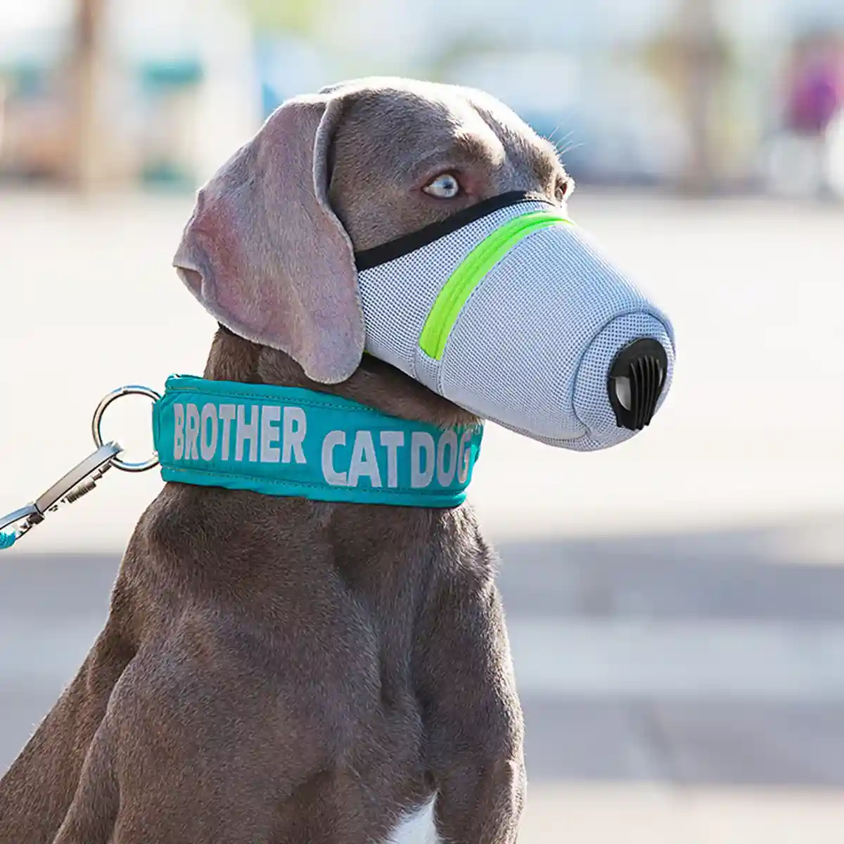Dog Mask Breathable Adjustable Air Filter Muzzle for Pets - Image 10