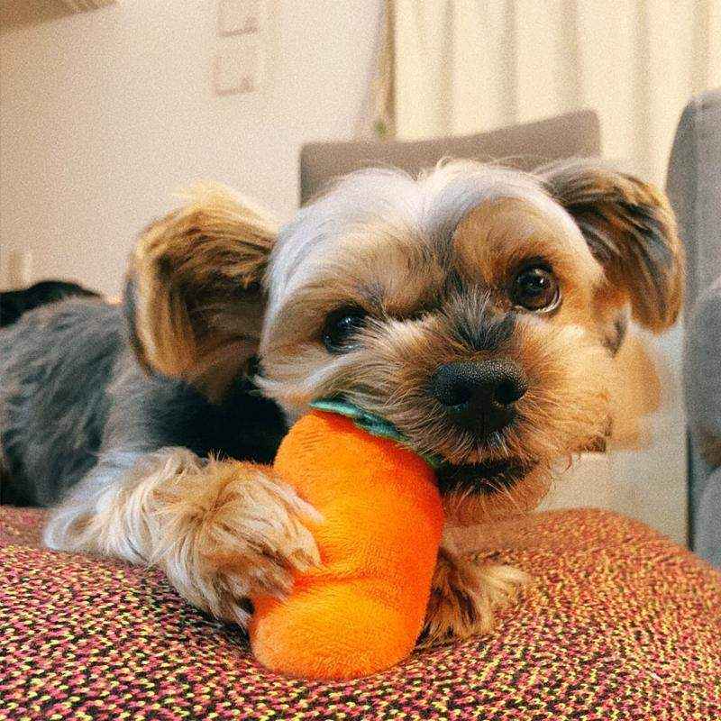 Dog Snuffle Toys Carrots Plush Dog Toy for Interactive Play and Foraging Skills - Image 6