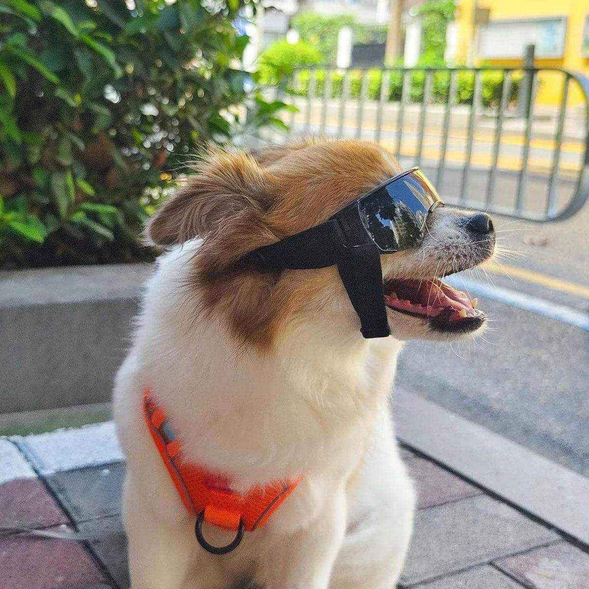 Outdoor UV-Protective Dog Sunglasses for Small and Medium Dogs - Image 12