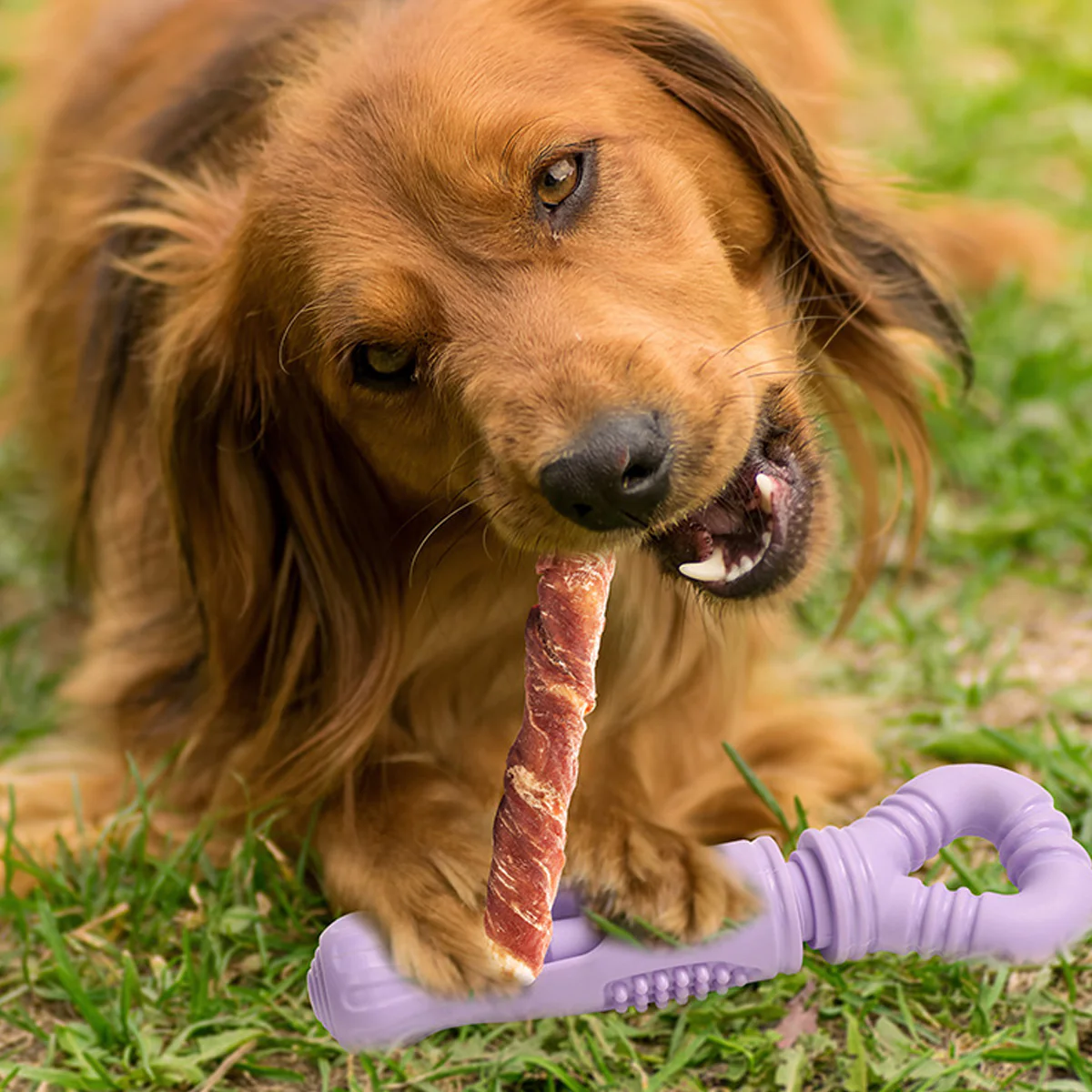 Dog Treat Holder Anti-Choking Chew Toy - Image 10