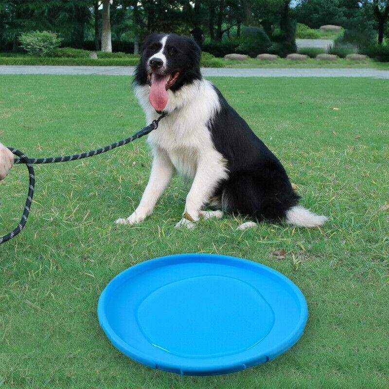 Dog Frisbee Rubber Outdoor Training Toy 6 Colours - Image 10