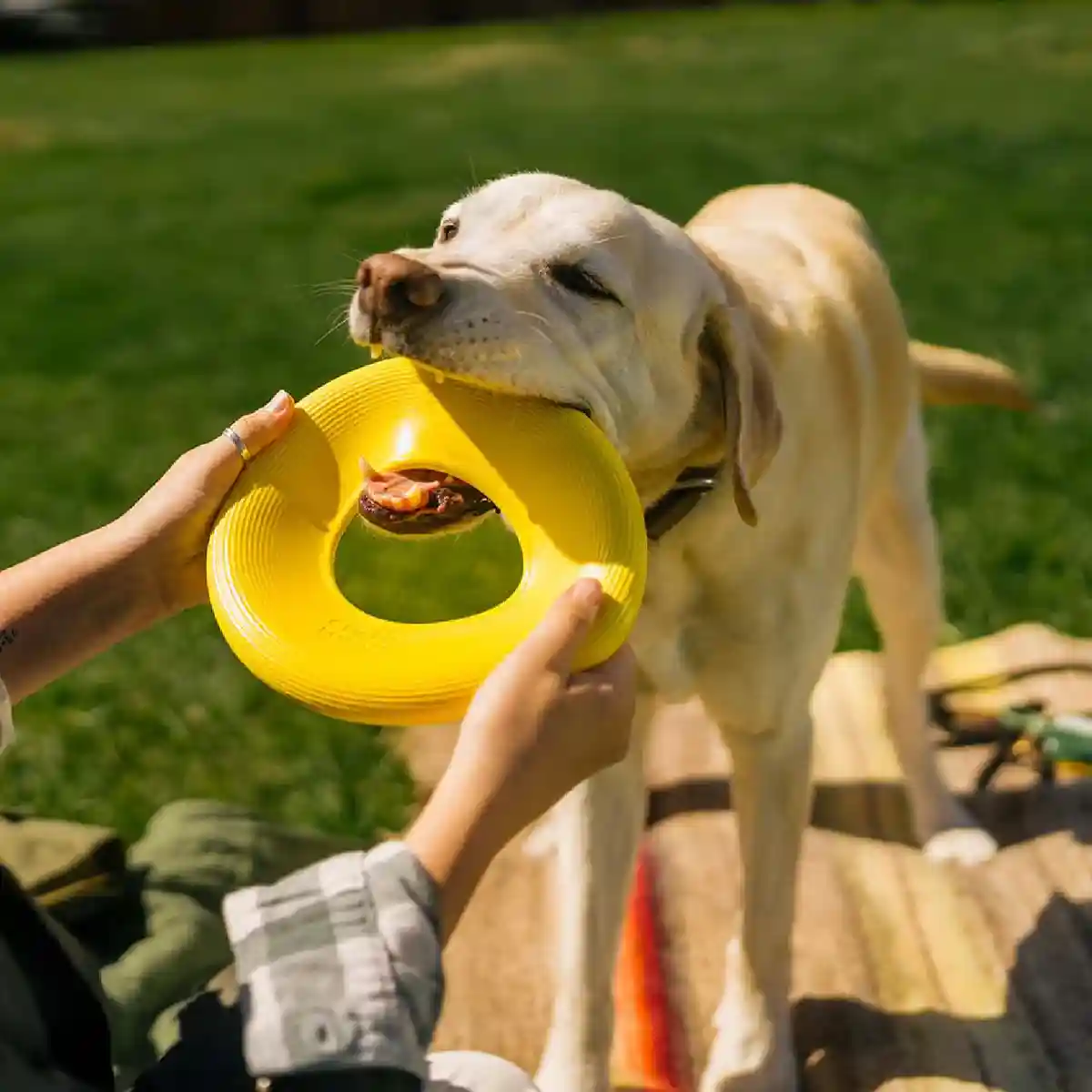 Earth Rated Durable Dog Flyer Toy Floating Flying Disc for Active Fetch Play - Image 14
