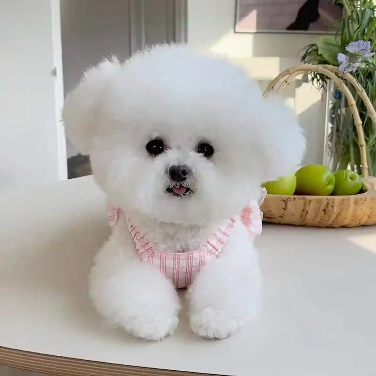 Dog Skirt Pet Clothes Spring And Summer - Image 11
